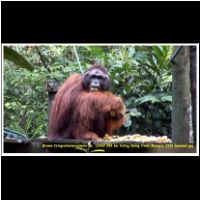 12369 089 bei Kuting Orang Utans Malaysia 2006 Sarawak.jpg